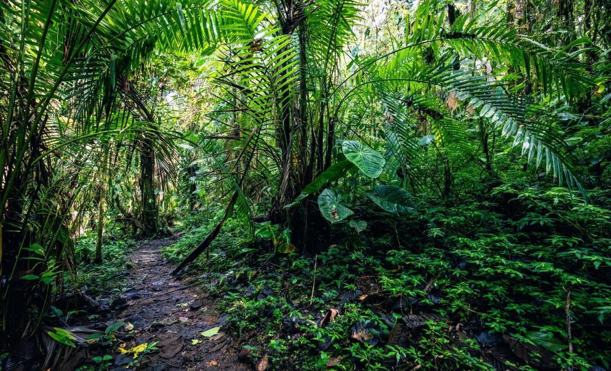 Tree species diversity makes forests more productive