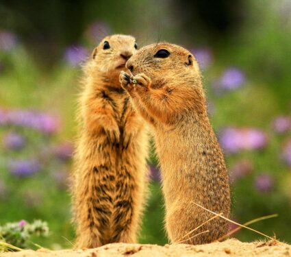Ground-squirrels.jpg