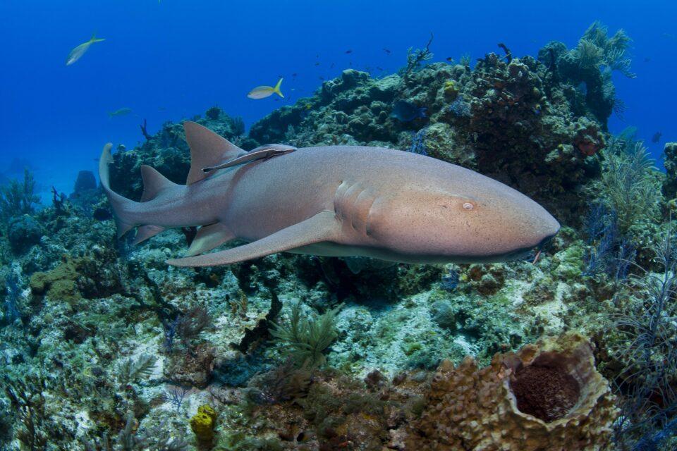 Nurse sharks have surprisingly flexible foraging behavior