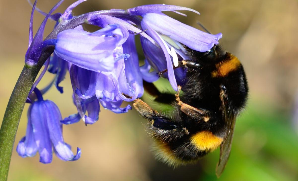 How does carbon dioxide affect bumblebee reproduction?