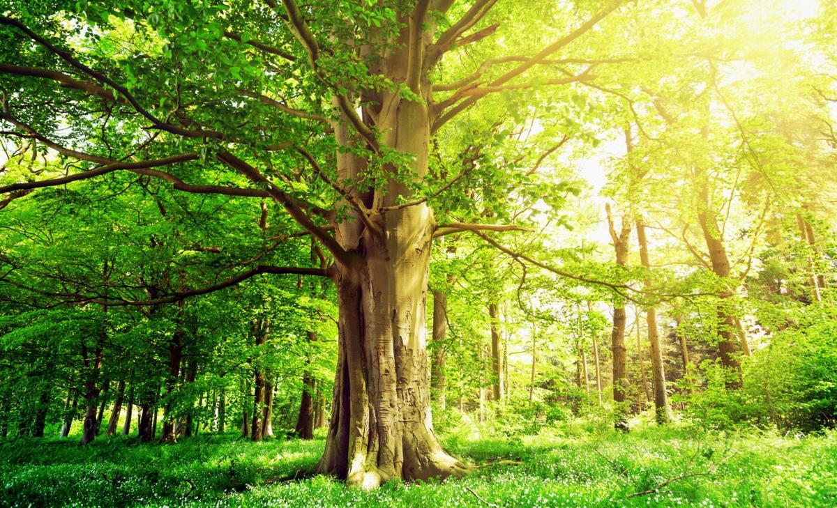 Old-growth trees more tolerant to drought