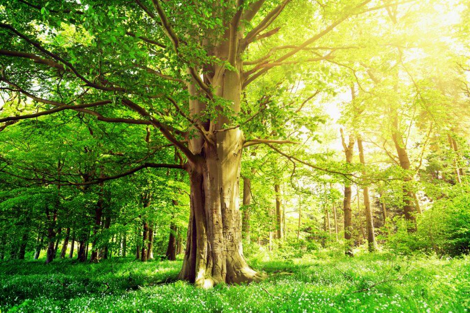 Old-growth trees more tolerant to drought