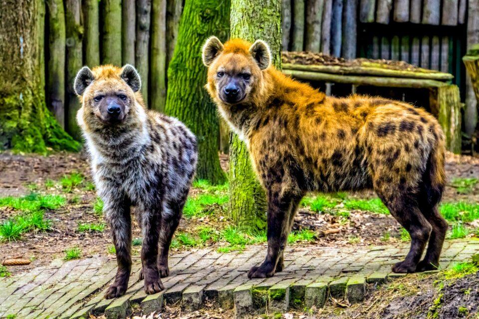 Sex roles among animals are driven by gender ratios