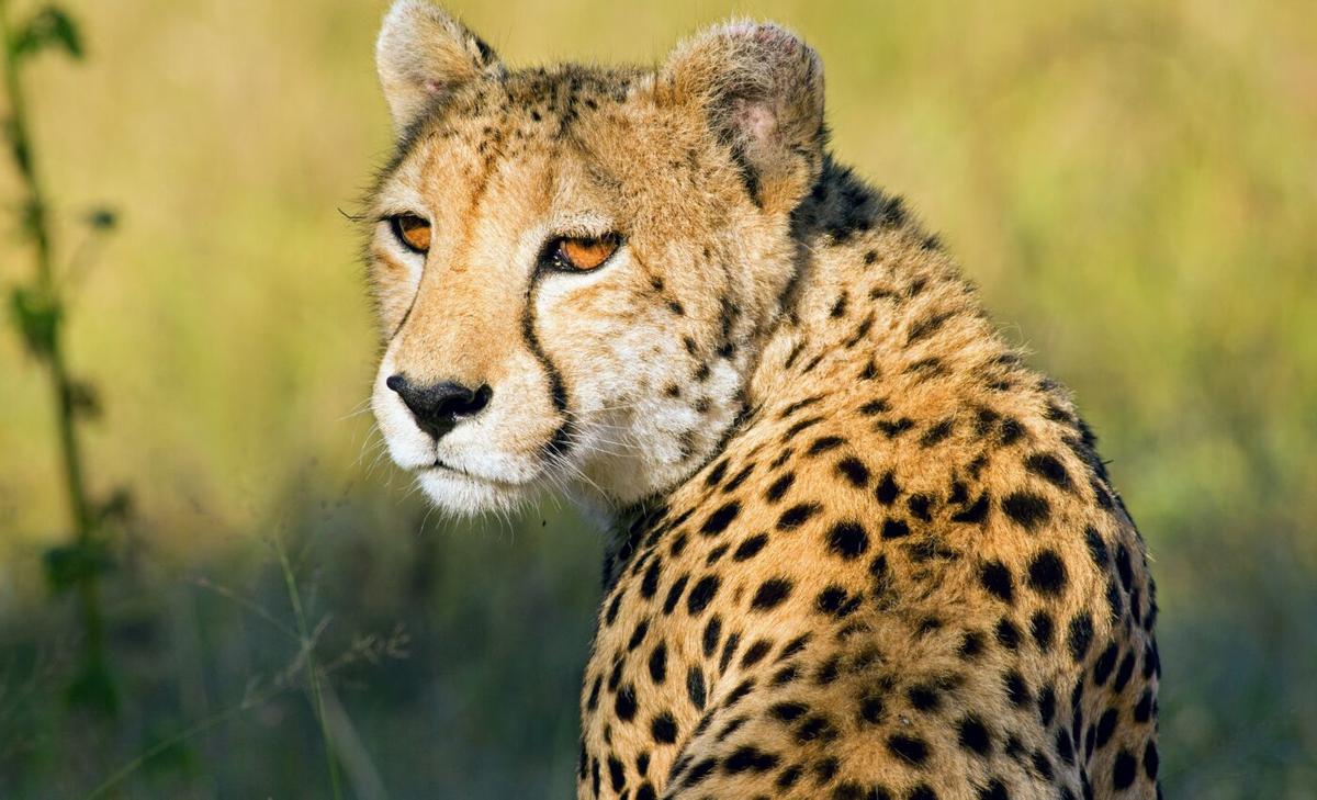 Cheetah marking sites are communication hotspots