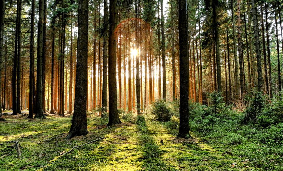 Forest resilience does not always reduce mortality risk