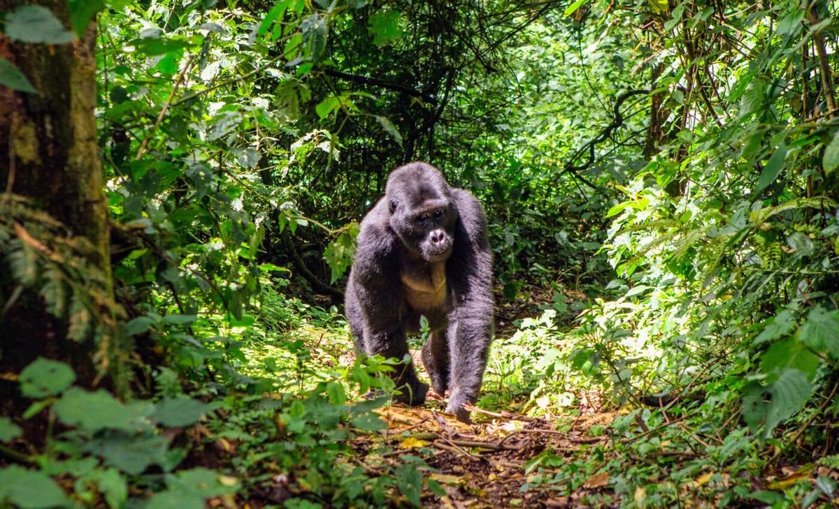 Activity patterns of tropical forest mammals are consistent worldwide