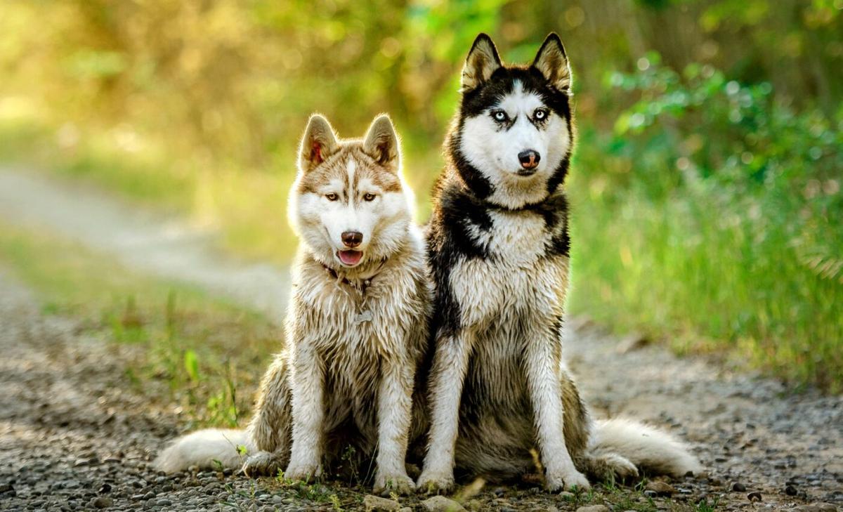 Humans struggle to predict aggression in dogs and other humans
