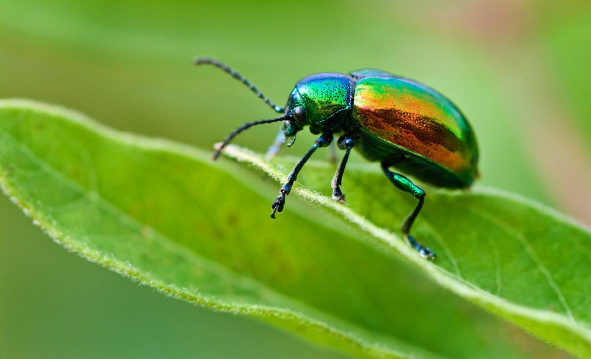 Herbivores limit tropical forest growth by reducing nitrogen