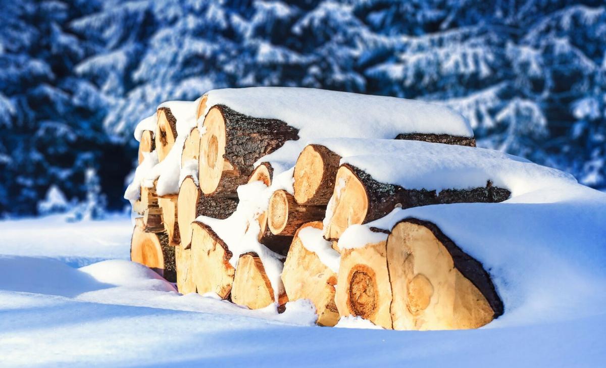 Scientists harvest electricity from wood soaking in water