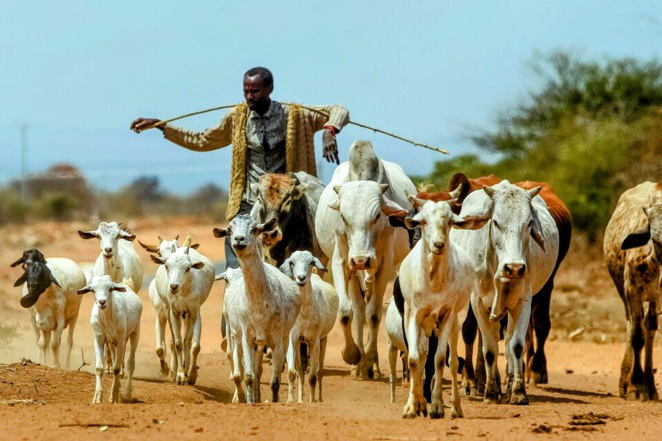 Livestock are reservoirs for antimicrobial-resistant pathogens