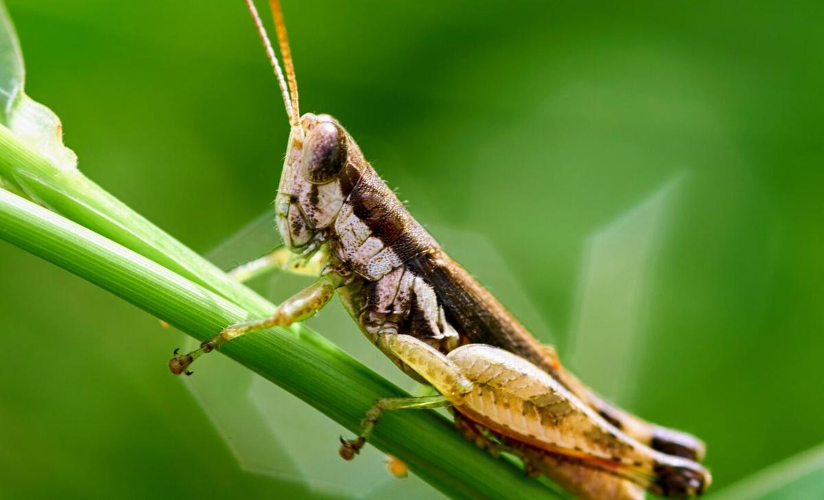Study reveals the superpowers of the female locust