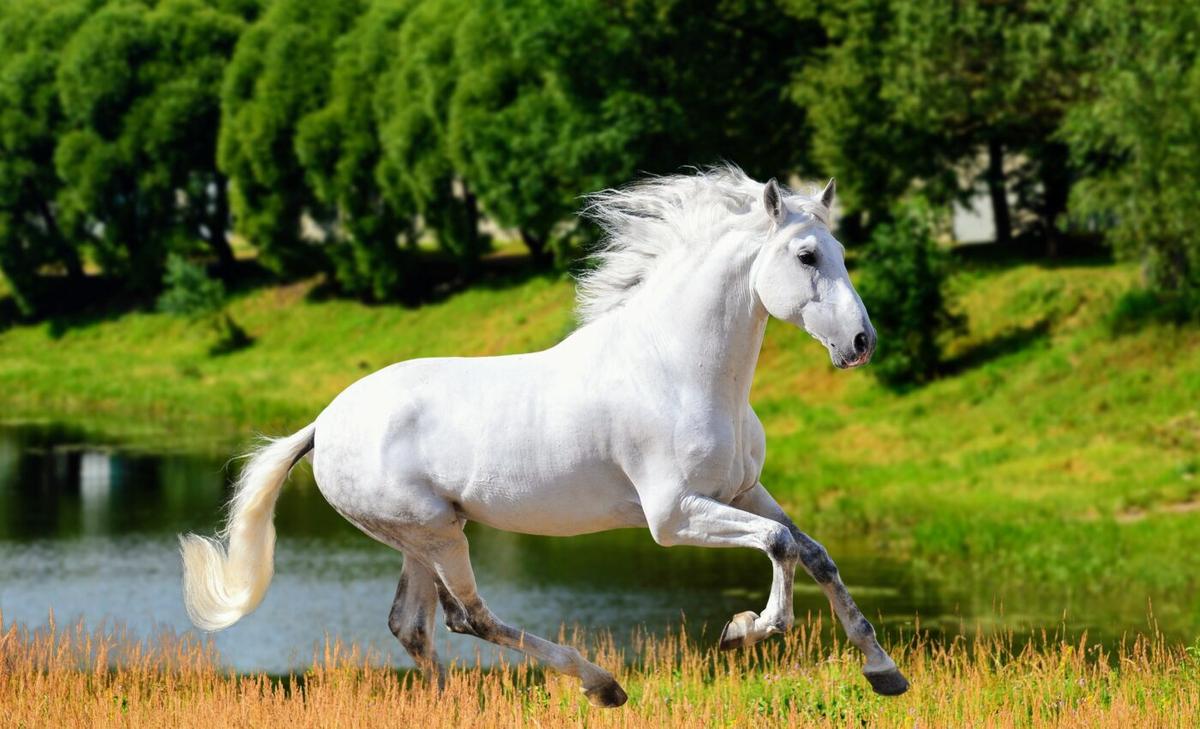 Social stereotypes of animals we love, hate and eat