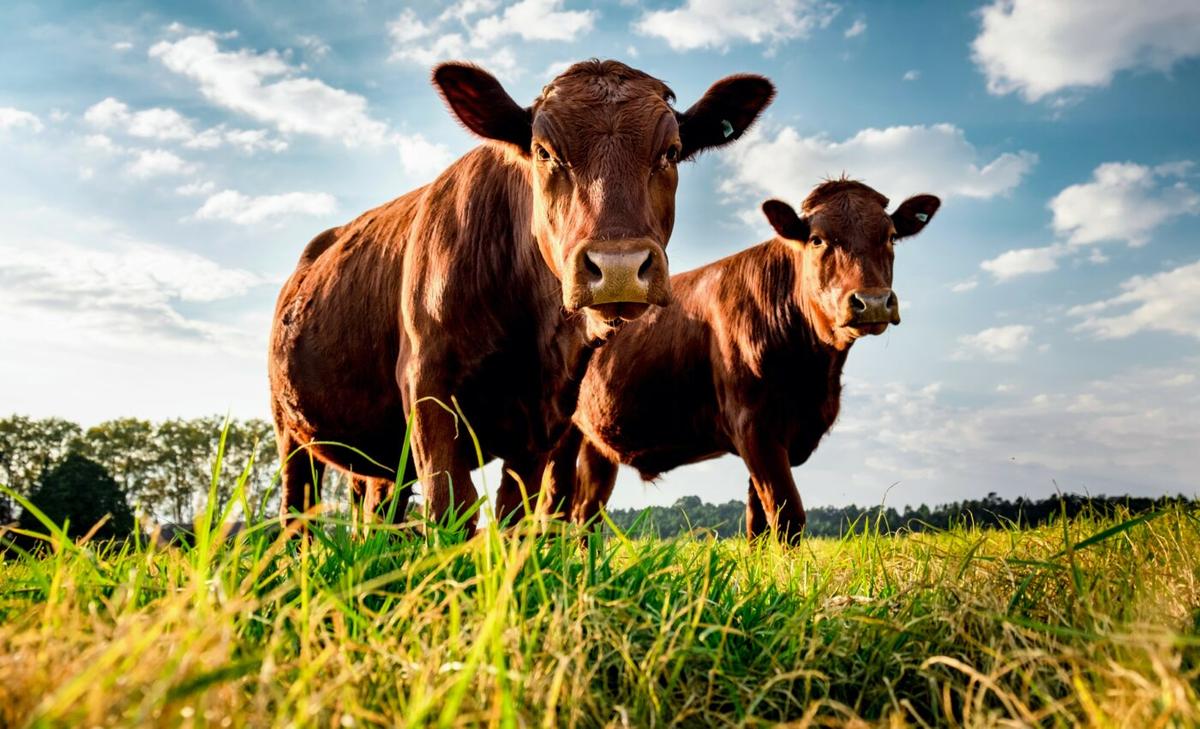 US beef industry is inefficient in using water resources