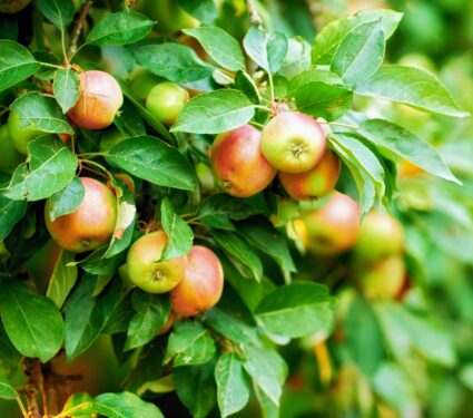 Apples.jpg