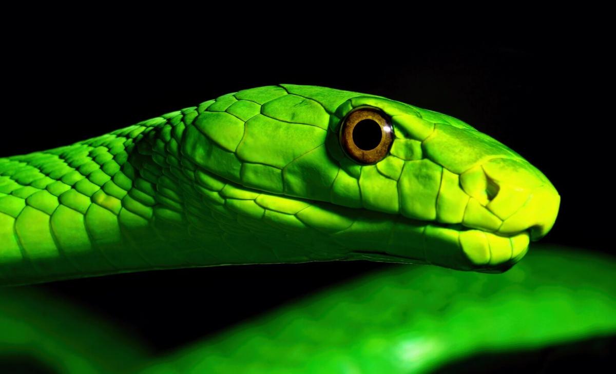 Study provides a new understanding of snake venom
