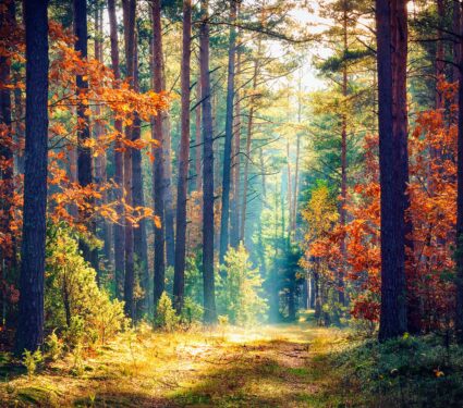 Nature2.jpg