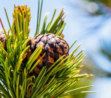 Pine-tree.jpg