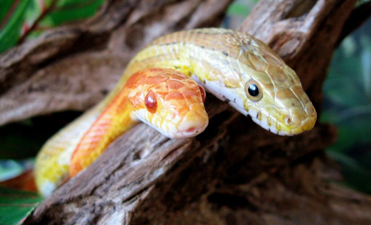 Scientists found the snake clitoris