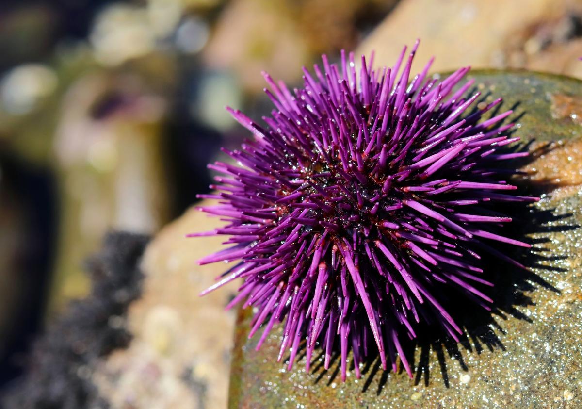 Sea urchin larvae cannot survive in water polluted with plastic