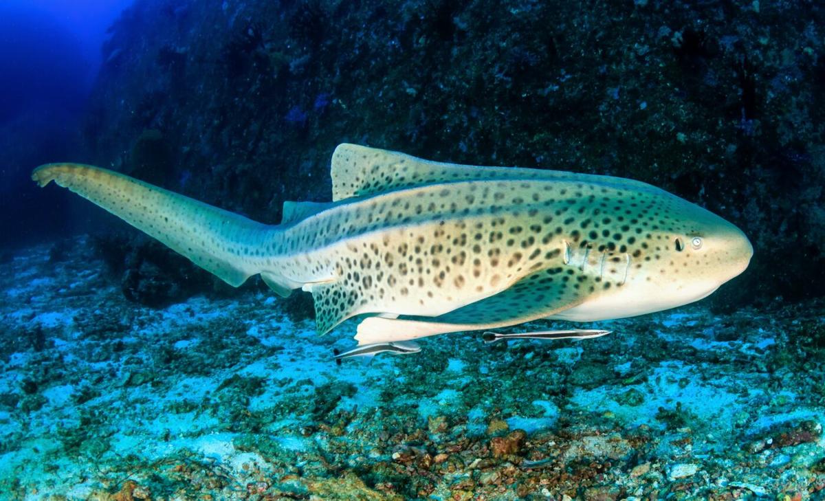"Virgin births" discovered in zebra sharks