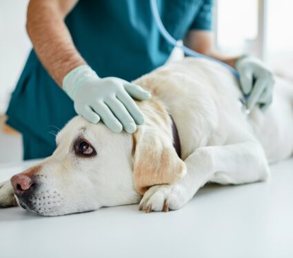 Dog-flu.jpg
