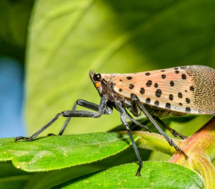 Lanternflies.jpg