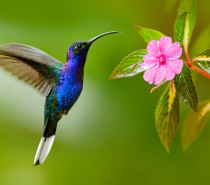Hummingbird-2.jpg