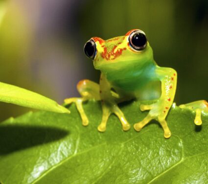 Madagascar-frogs.jpg