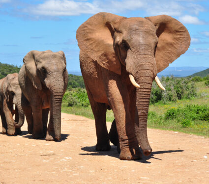 Herd,Of,African,Elephants,Walking