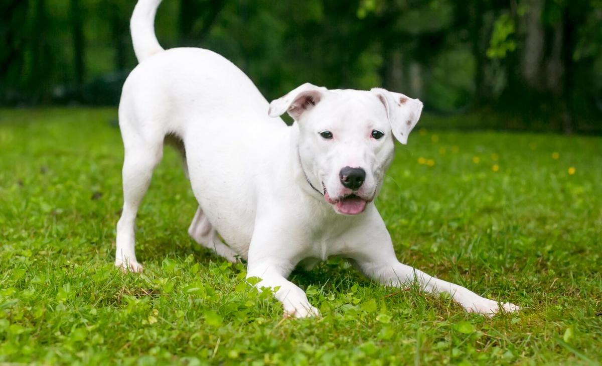 Epigenetic variation predicts behavior in dogs