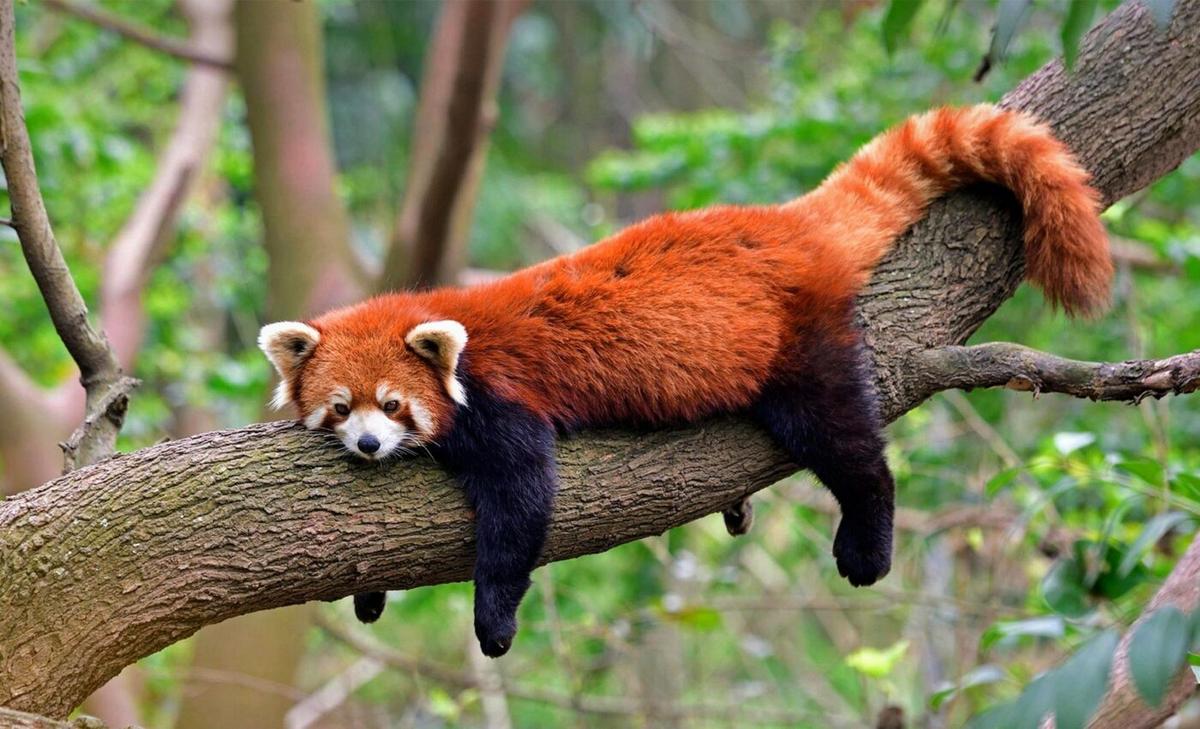 One quarter of Earth’s species may be extinct by 2100