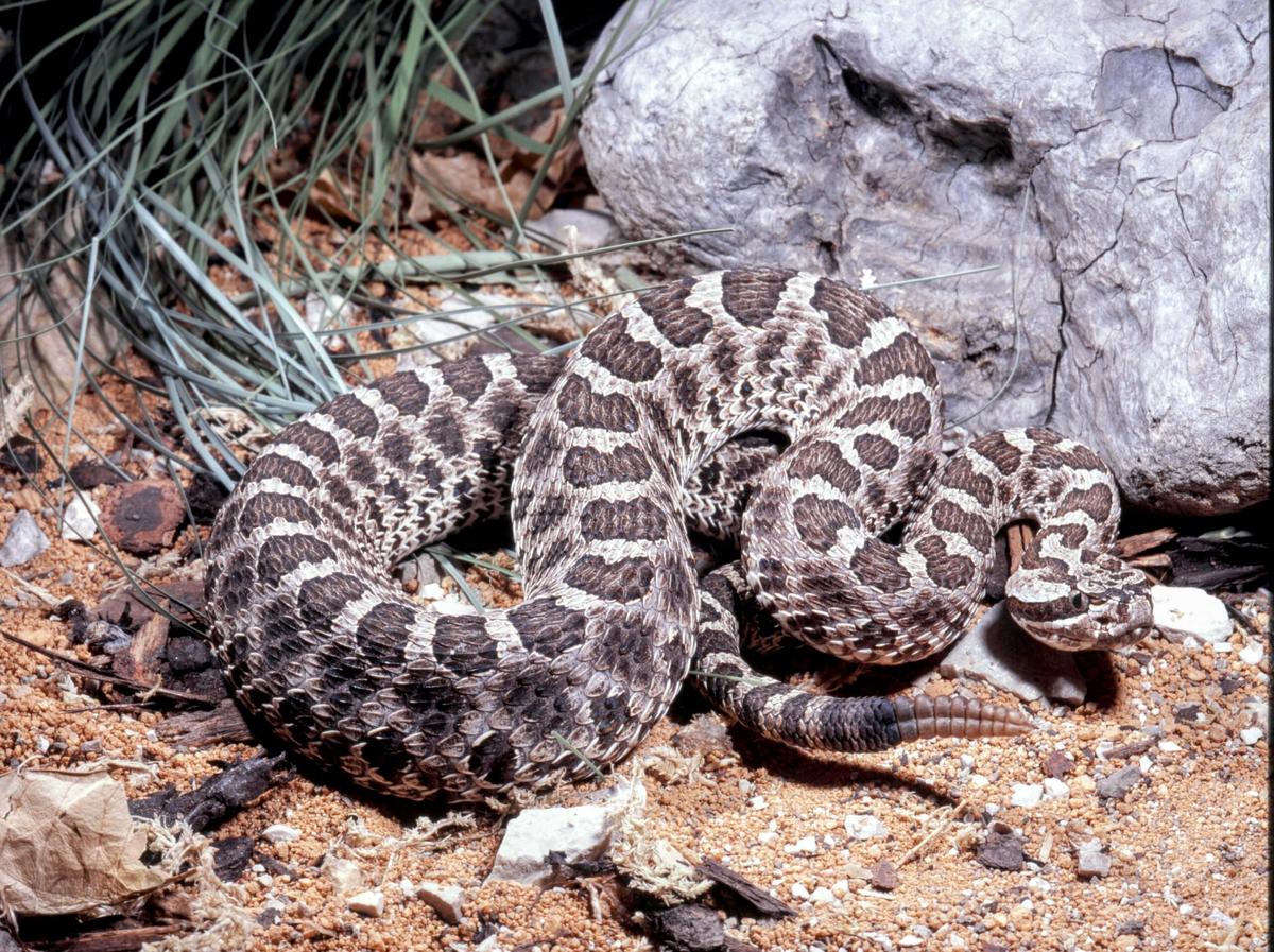 How can we save Ohio’s endangered rattlesnakes?