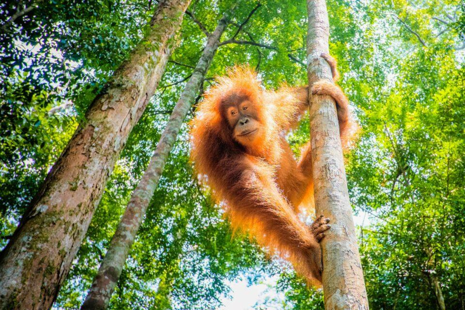 Orangutan communication uses consonants, like human speech