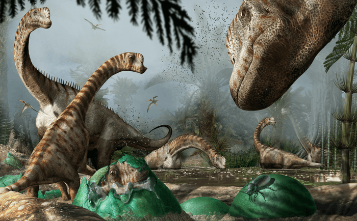 Fossil analysis reveals new details about Europasaurus