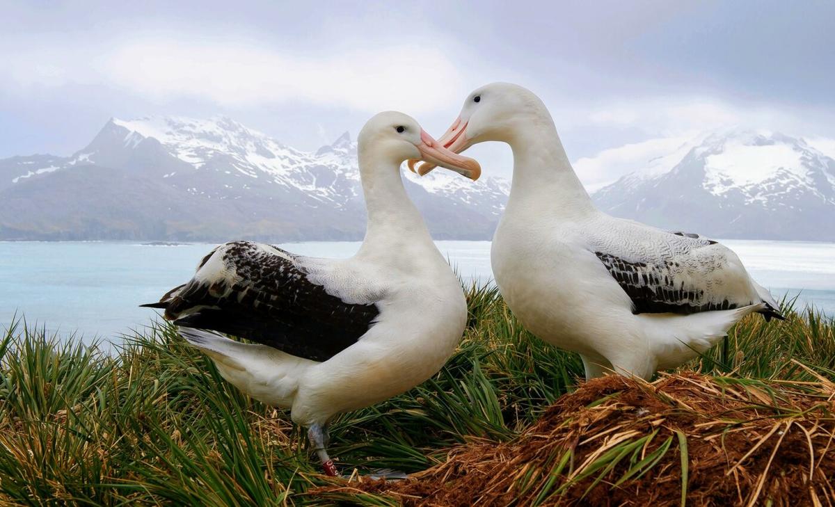 Albatrosses put their partners' needs before their own