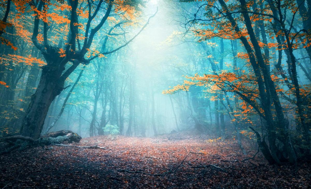How did ancient plants affect atmospheric CO2 levels?