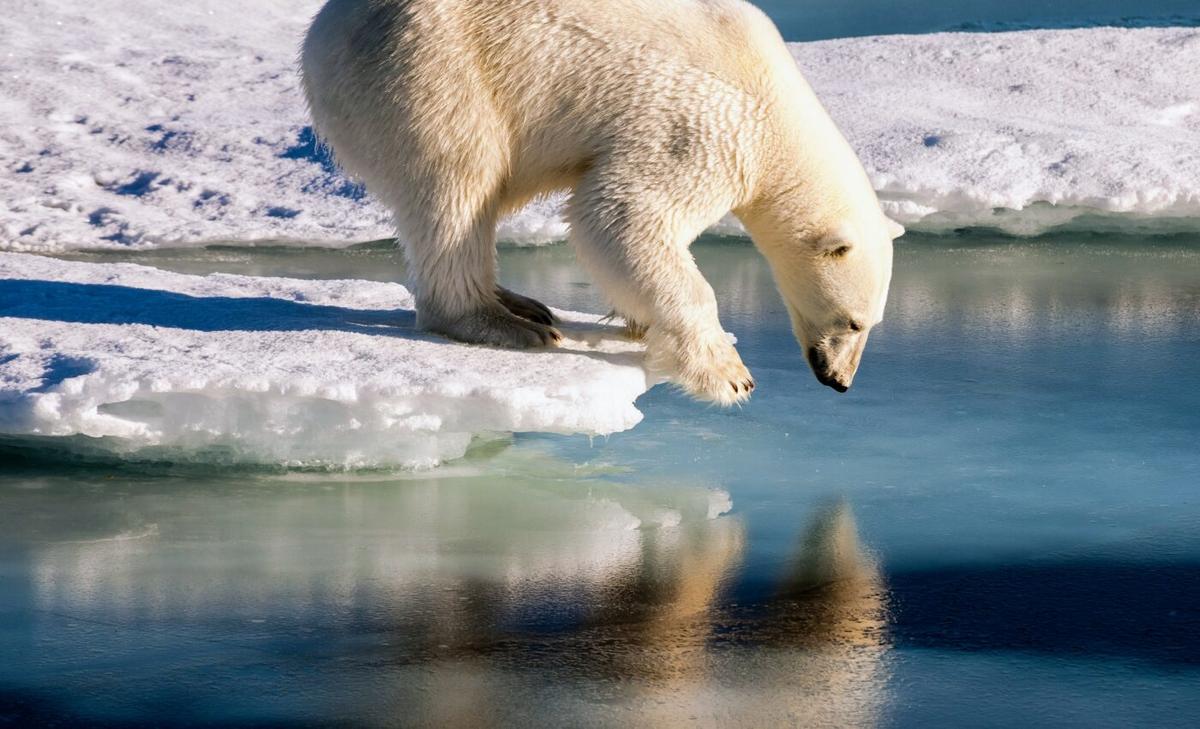 How do polar bears get traction on ice?