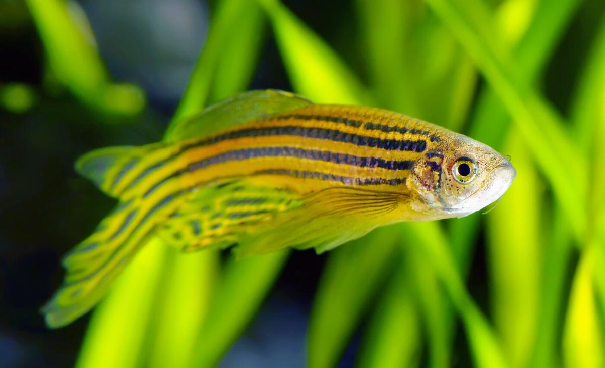 How can lost fish get back on track?