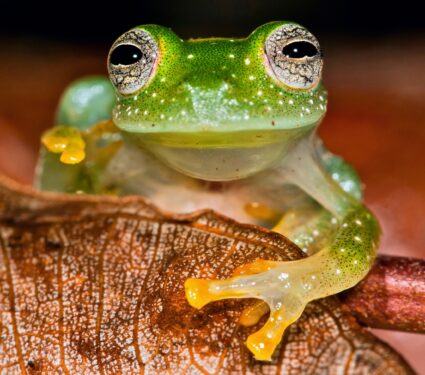 Glassfrogs.jpg
