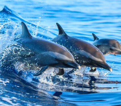 Dolphin-tracking.jpg