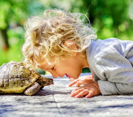 Small-turtles.jpg