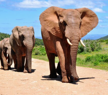 Elephants2.jpg