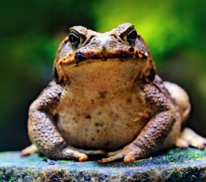 Toads2.jpg