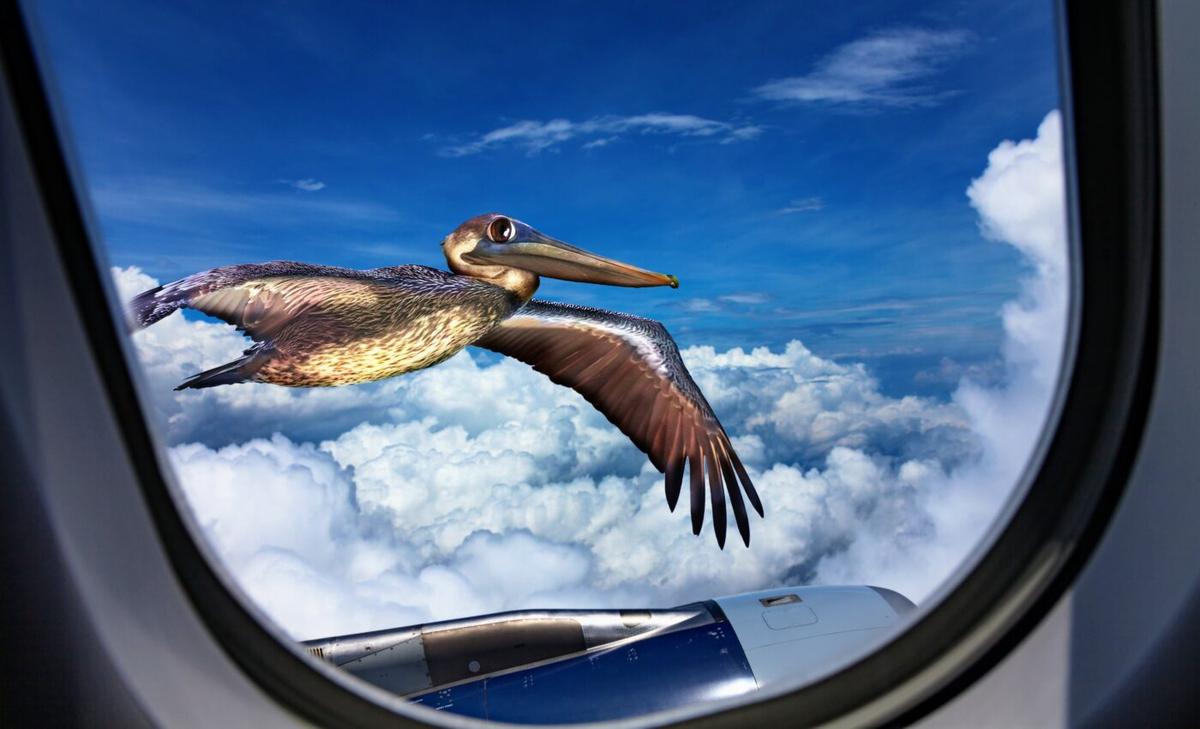 Window collisions are a leading cause of bird mortality