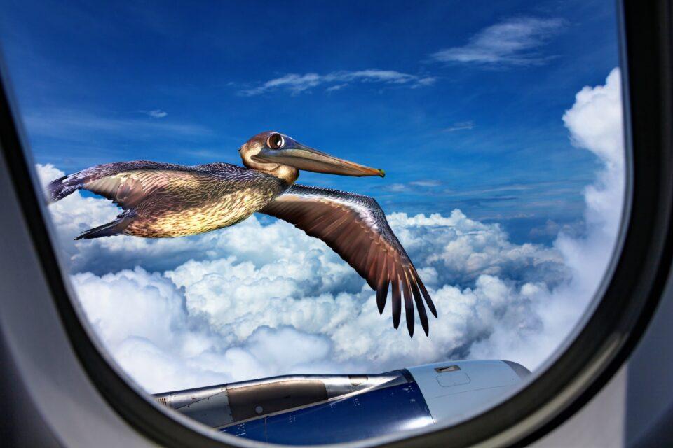 Window collisions are a leading cause of bird mortality