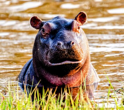 Hippopotamus3.jpg