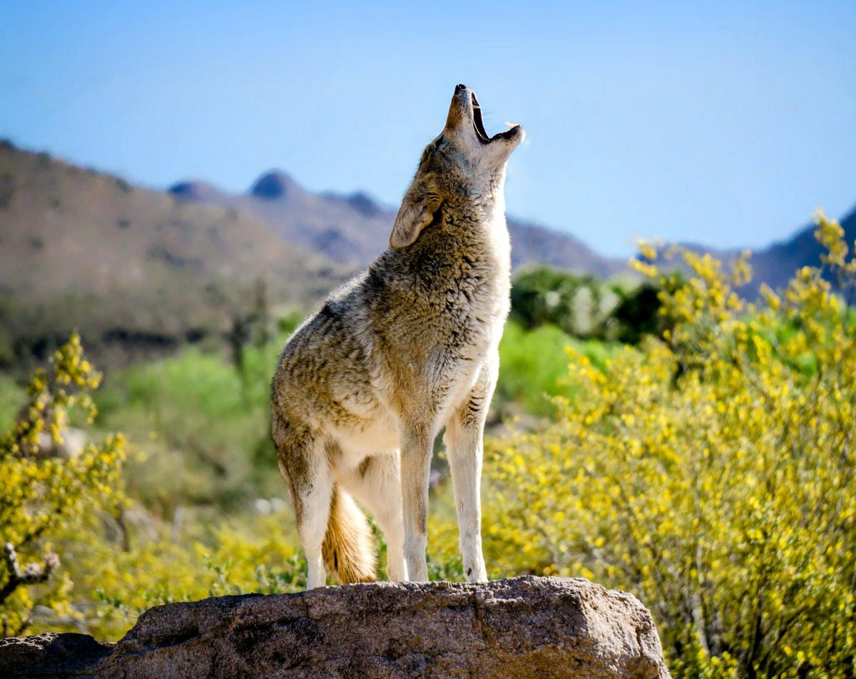 Fatal coyote attack linked to extreme weather conditions