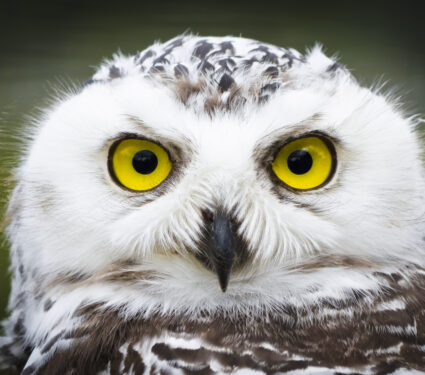 A,Frontal,Portrait,(head,Shot),Of,A,Passive,Snowy,Owl