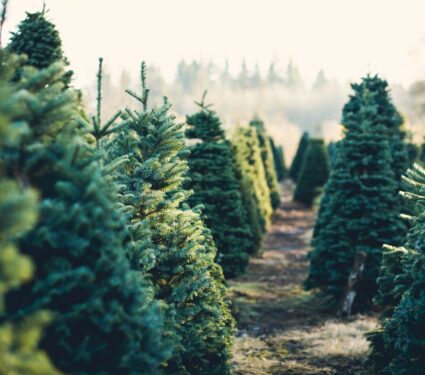 Christmas-trees.jpg