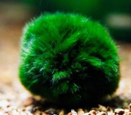 Marimo.jpg